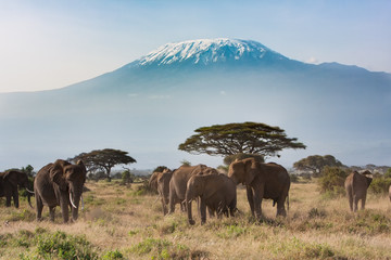 Ebenen von Afrika am Kilimanjaro