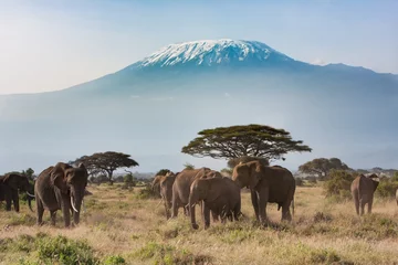 Deurstickers Kilimanjaro Vlakten van Afrika bij de Kilimanjaro