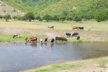 Obraz na płótnie Canvas cattle on the riverside