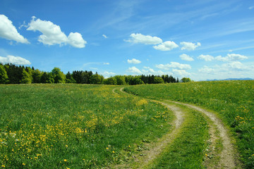 Fototapeta na wymiar gewundener Feldweg in der Butterblumenwiese