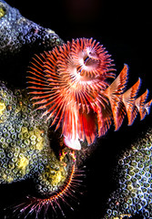 Spirobranchus giganteus, Christmas tree worms