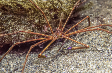 Underwater coral reef