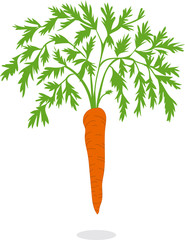 Carrot, vector illustrations on a transparent background