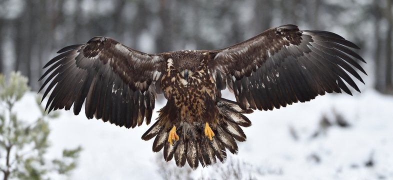 white-tailed eagle landing in winter