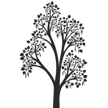 silhouette of birch tree with leaves