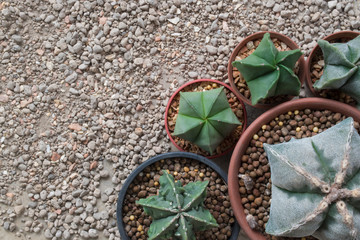 Star shape Astrophytum cactus