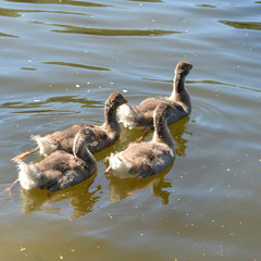 Young ducklings