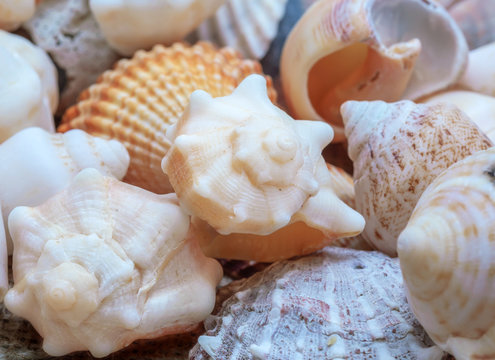A group of beautiful shells