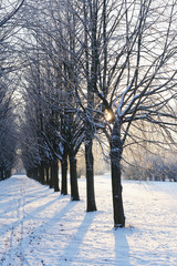 trees in hoarfrost