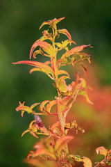 Bright orange leaves in the rain ,the natural environment.