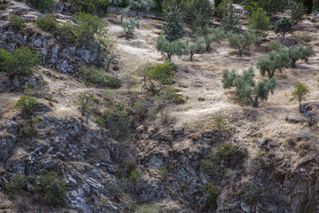 Trees on the mountain in Spain