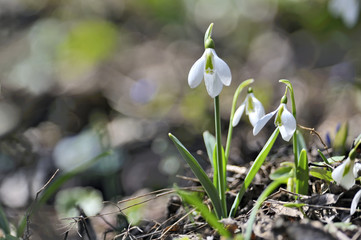 Snowdrops (Galanthus nivalis) in forest