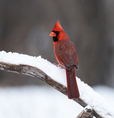 Male Northern Cardinal in Winter