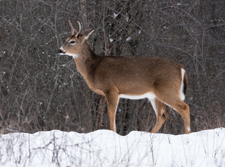 White-tailed Deer Buck in Winter