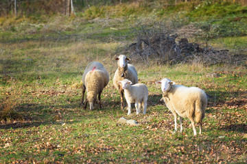 Obraz na płótnie Canvas Sheep grazing under green olive trees in Italy.