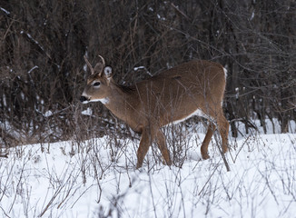 White-tailed Deer Buck in Winter