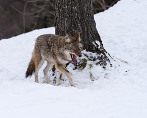 Coyote with open mouth walking on snow in winter, Portrait