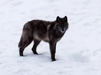 Stickers pour porte Loup Loup noir en hiver