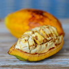 Cocoa fruit