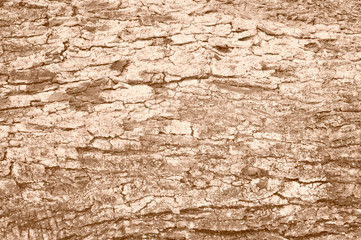 corteccia di un albero di olivo, tono seppia, close up