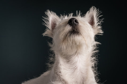 Westie Puppy Portrait