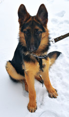 German Shepherd