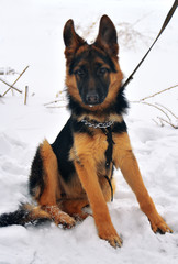 German Shepherd