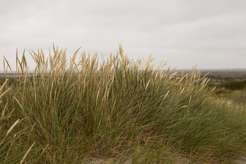 Detail of Dune Grass. The dune grasses are prolific on the west coast on Denmark. Subtle changes in hue colours the west coast in a delicate tapestry. 