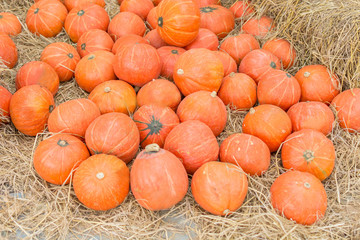 Pumpkin patch in a field of straw background