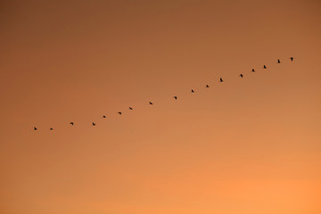 Ordered cranes flying in formation