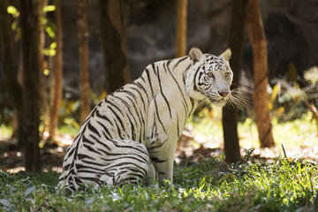 Fototapeta na wymiar The white tiger