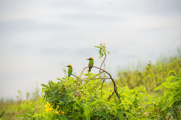 Bird Little green Bee-eater (merops orientalis) standing on a tree in National park Yala, Sri Lanka 