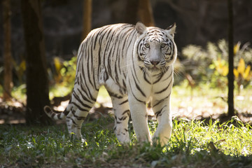 Fototapeta na wymiar The White Tiger