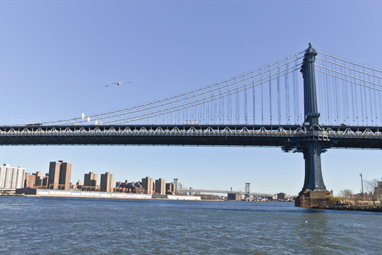 Seagull on Brooklyn Bridge at New York