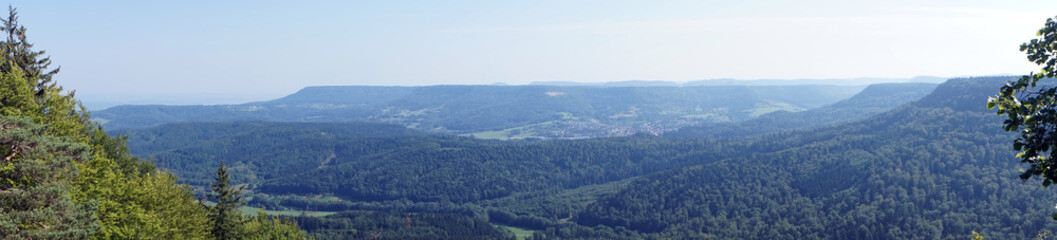 Fototapeta premium Panorama of forest