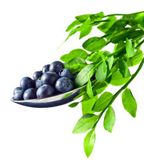 blueberry  isolated on white background