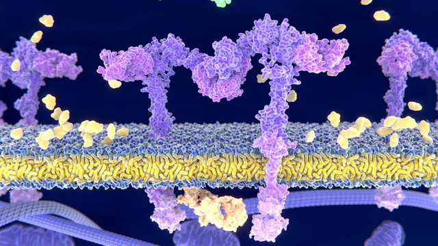 Insulin bindet an dem Insulinrezeptor und aktiviert den Glucosetransport in die Zelle.