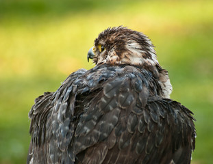 Bird of prey