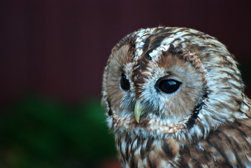 Little owl. Tawny owl