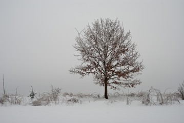 Lonely tree in winter I.