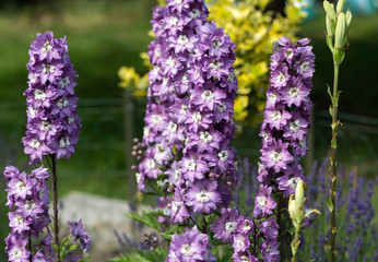 Purple Delphinium Flower in Garden