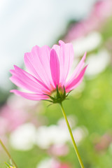 Pink Cosmo flower from Underneath