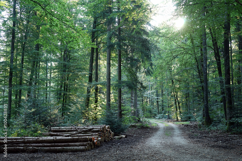 Canvas Prints Track in the forest