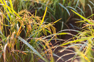 .Close-grain rice yellow light.