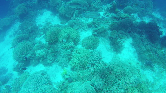 Coral reef and tropical Fish.