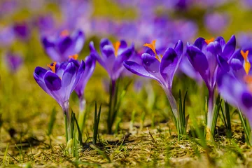 Photo sur Plexiglas Crocus Crocuses in the Tatra Mountain, first springtime flowers