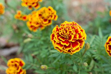 Beautiful french marigolds flower