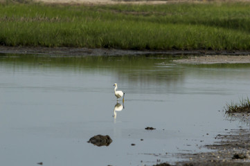 Snowy Egret wading in lagoon