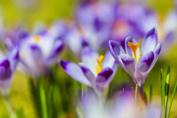 Cercles muraux Crocus Crocuses in the Tatra Mountain, first springtime flowers