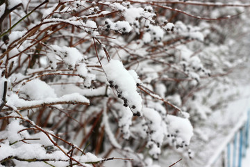 winter snow branches
